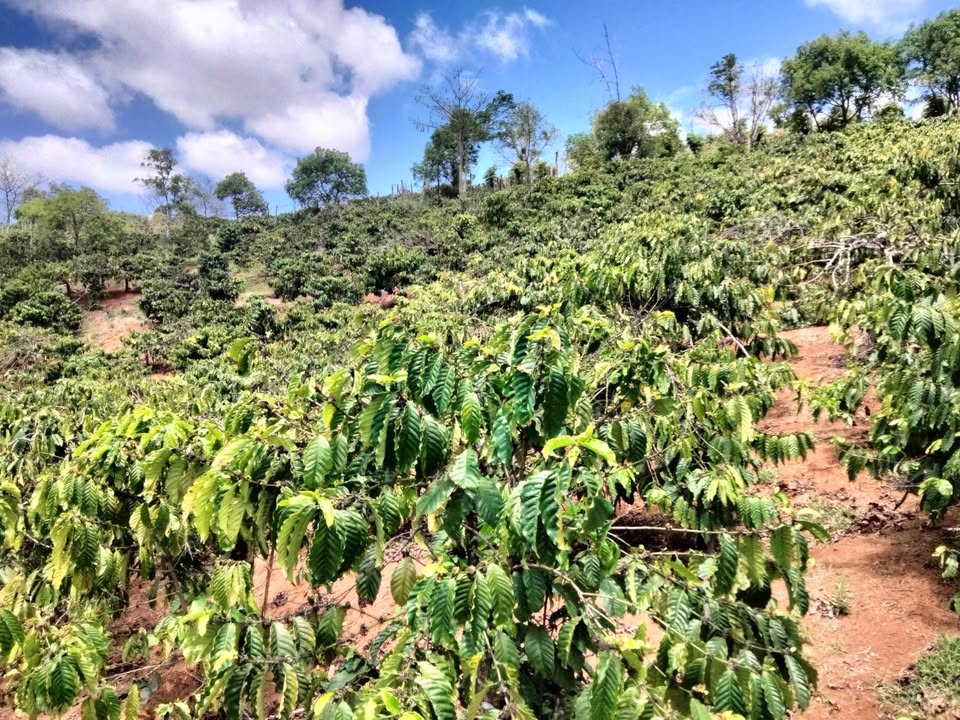 Đất vườn Đắk R'Măng 2.520m² giá 1.2 tỷ - Sổ hồng rõ ràng