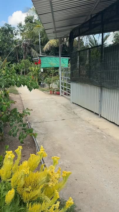 Đất nền Mỹ Thạnh Trung Tam Bình 125m² 165 triệu - Sổ hồng chính chủ