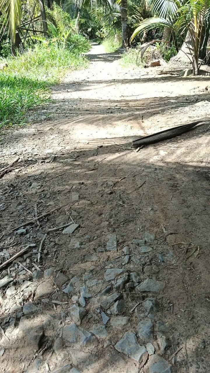 Đất vườn Tân Thanh Giồng Trôm 1400m² 599tr - Tiềm năng tăng giá