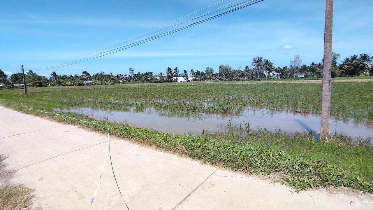 Đất nền Trần Đề Tài Văn 1.000m2 300 triệu - Sổ đỏ chính chủ