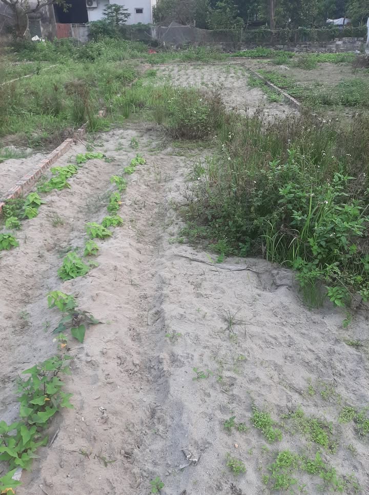 Đất nền Mão Điền 81m² giá 2 tỷ - Sổ đỏ chính chủ