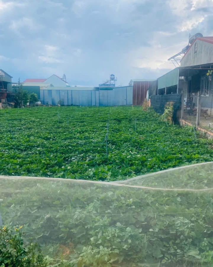 Đất Phạm Ngũ Lão Đức Trọng 336m² 5.1 tỷ - Sổ đỏ chính chủ