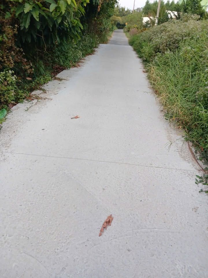 Đất vườn Tân Xuyên Cà Mau 1.462m² - Tiềm năng tăng giá