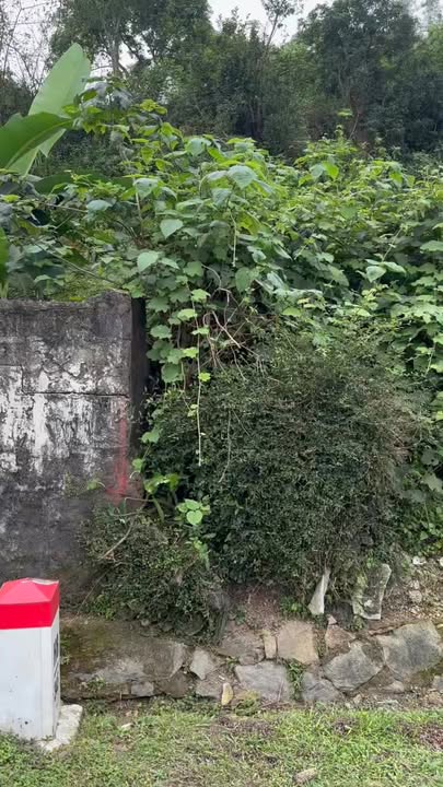 Đất nền Nghĩa Đàn QL15A 400m² - Đường to ô tô