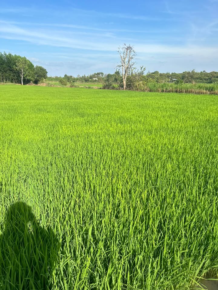 Đất nền Ấp Thanh Tâm 100m² 550 triệu - Đất thổ cư 100%