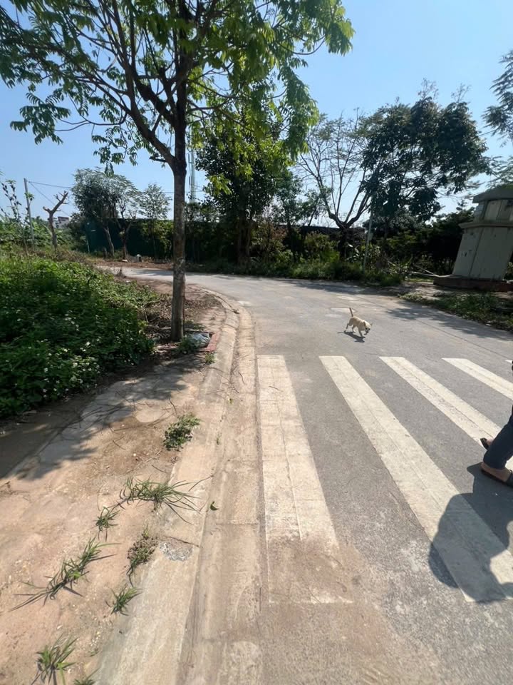 Đất dịch vụ Vân Canh Hoài Đức 50m² 9 tỷ - Sổ đỏ chính chủ