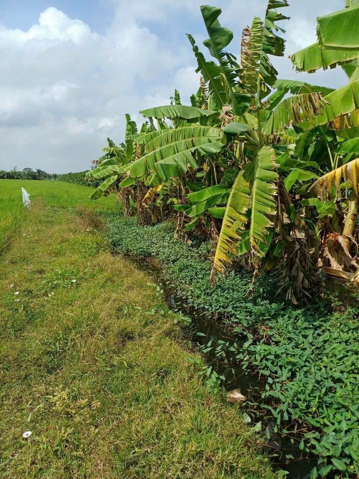 Đất Kiến Thành 1.152m² 120 triệu - Sổ đỏ chính chủ