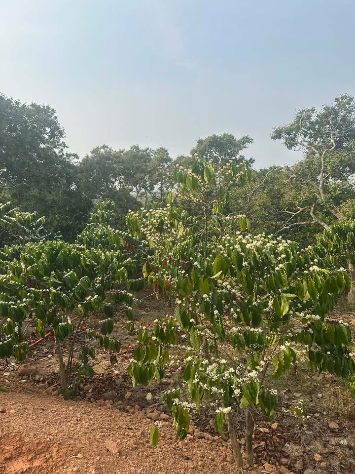 Đất vườn Đức Liễu 13.000m² giá 1,5 tỷ - Đầu tư dài hạn