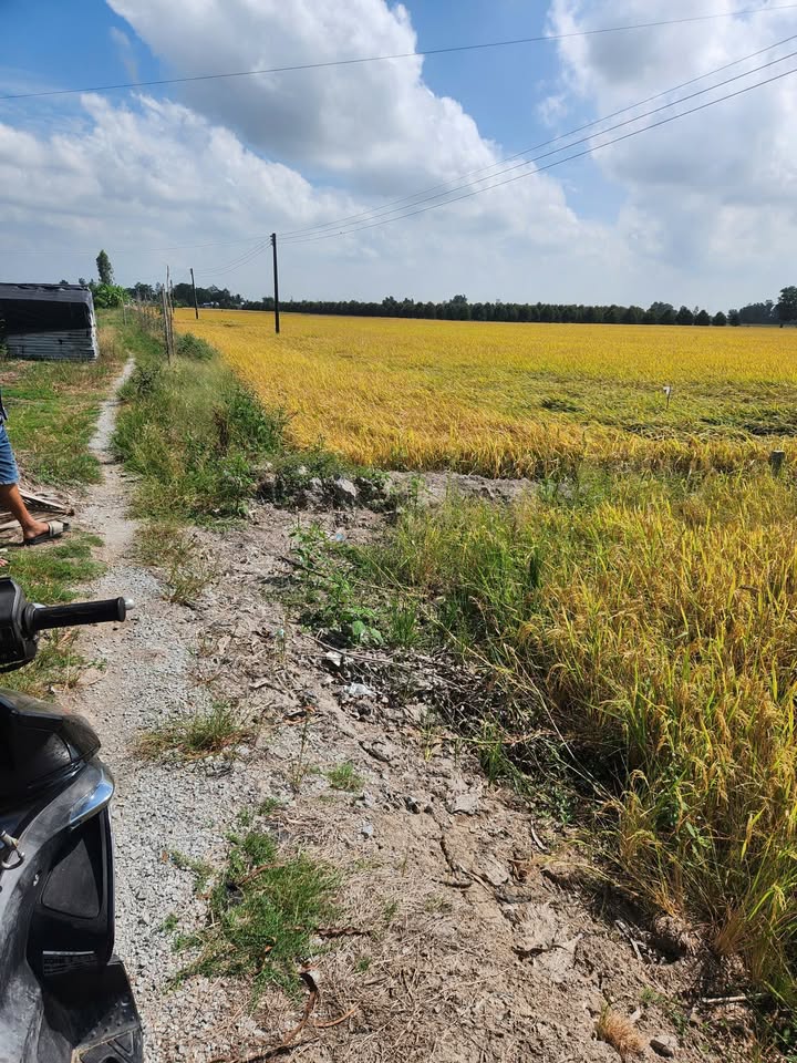 Đất Đông Thuận Thới Lai 9.973m² 1.944 tỷ - Sổ đỏ chính chủ