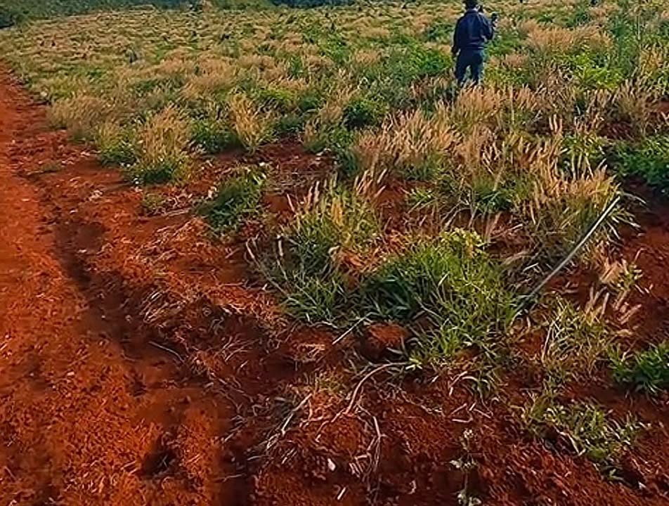 Đất rẫy Quảng Trực Tuy Đức 2,7ha 1,7 tỷ - Đầu tư dài hạn