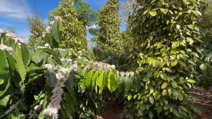 Farm Đăk Hòa Đăk Song 1ha 2,5 tỷ – Sinh thái xanh