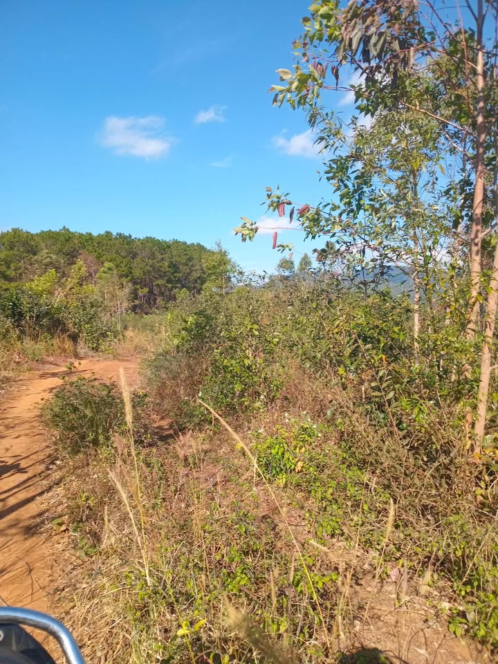 Đất nền Đắk Blô Kon Tum 10ha 6.2 tỷ - Sổ đỏ chính chủ