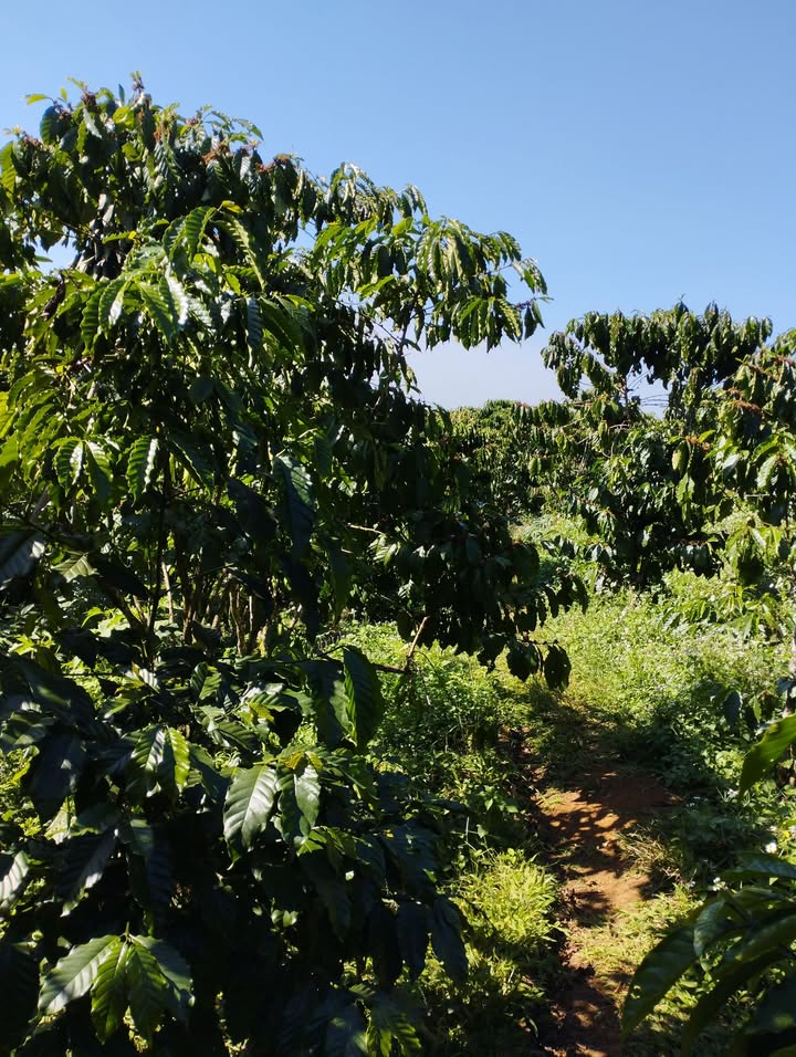 Đất nền Thôn 4 Lộc Ngãi 504m² 600 triệu - Sổ đỏ chính chủ