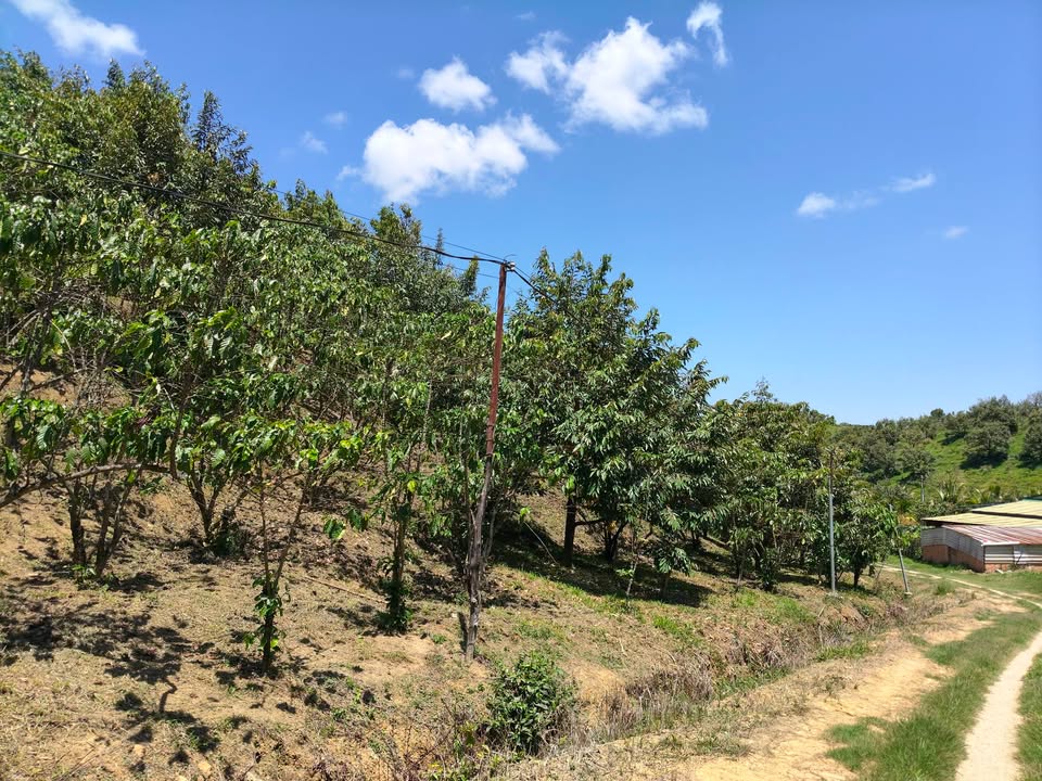 Đất vườn Lộc Nga Bảo Lộc 1ha 3.5 tỷ - Đầu tư dài hạn