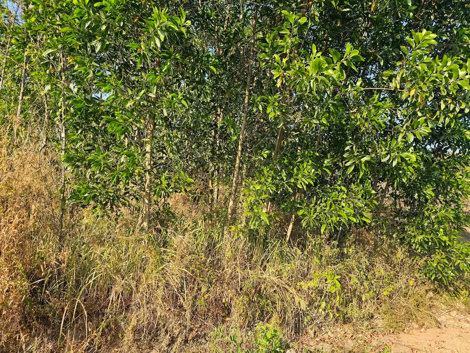 Farm Tân Tiến Bù Đốp 1ha 800 triệu - Sổ đỏ chính chủ