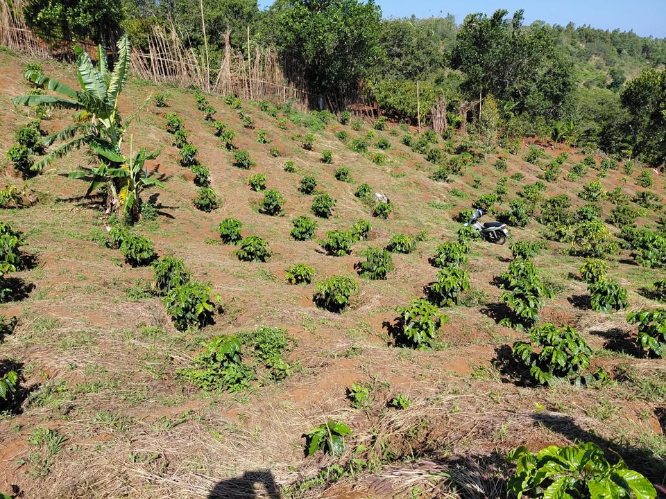 Đất vườn Đắk R'Lấp 1.080m² 1,1 tỷ - Sinh thái xanh