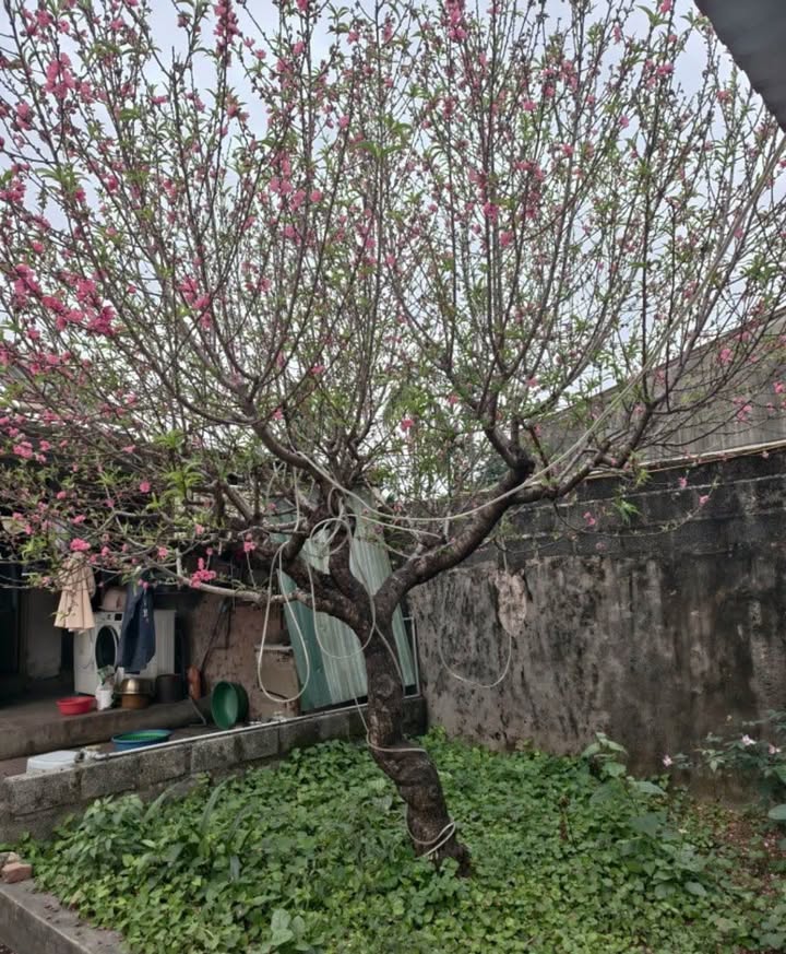 Đất nền Xã Phú Cát Ba Vì 100m² 2 tỷ - Sổ đỏ chính chủ