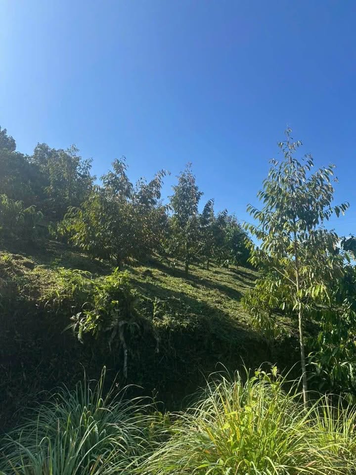 Đất vườn Lộc Thanh Bảo Lộc 2.484m² 3,036 tỷ - Sinh thái xanh