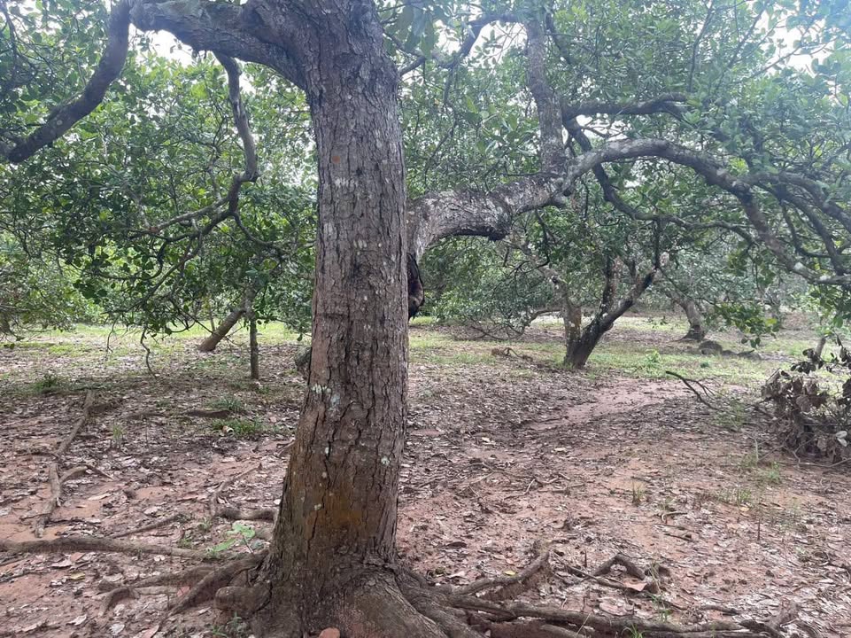 Farm Ea Wer Buon Don 1.6ha 315tr/sao - So do chinh chu