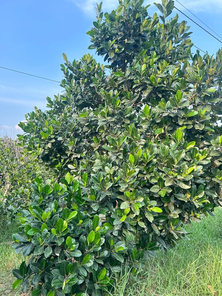 Đất nền Tân Hội Trung 10.000m² giá 2.6 tỷ - Sổ đỏ chính chủ