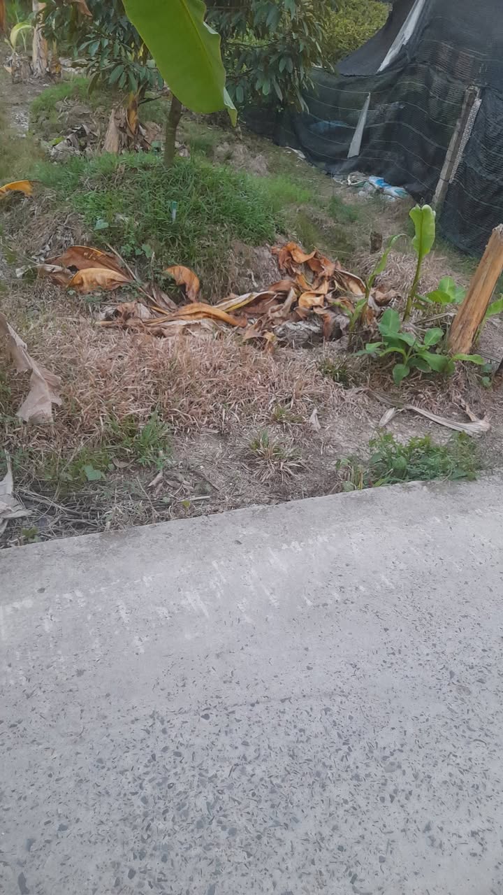 Đất Cai Lậy Nguyễn Thái Học 360m² 780 triệu - Pháp lý rõ ràng