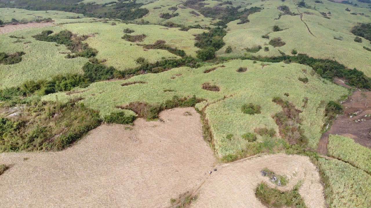 Trang trại mía Tân Yên 5ha 2-2.495 tỷ - Giá tốt hiếm có