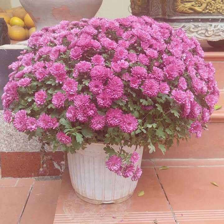 Nhà phố Phố Bà Triệu Hà Đông 40m² 7 tỷ - Chính chủ bán