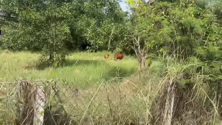 Đất nền Huyện Bình Chánh 1725m² giá 9.789 tỷ - Sổ đỏ chính chủ