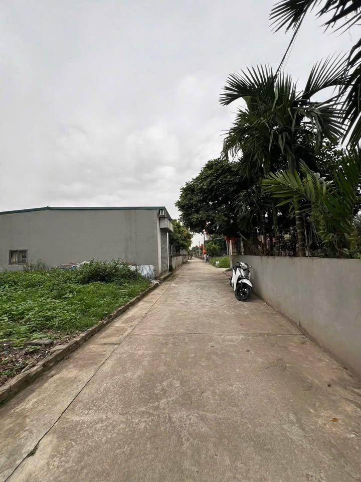 Đất nền Ngũ Hiệp Thanh Trì 59m² - Sổ đỏ chính chủ