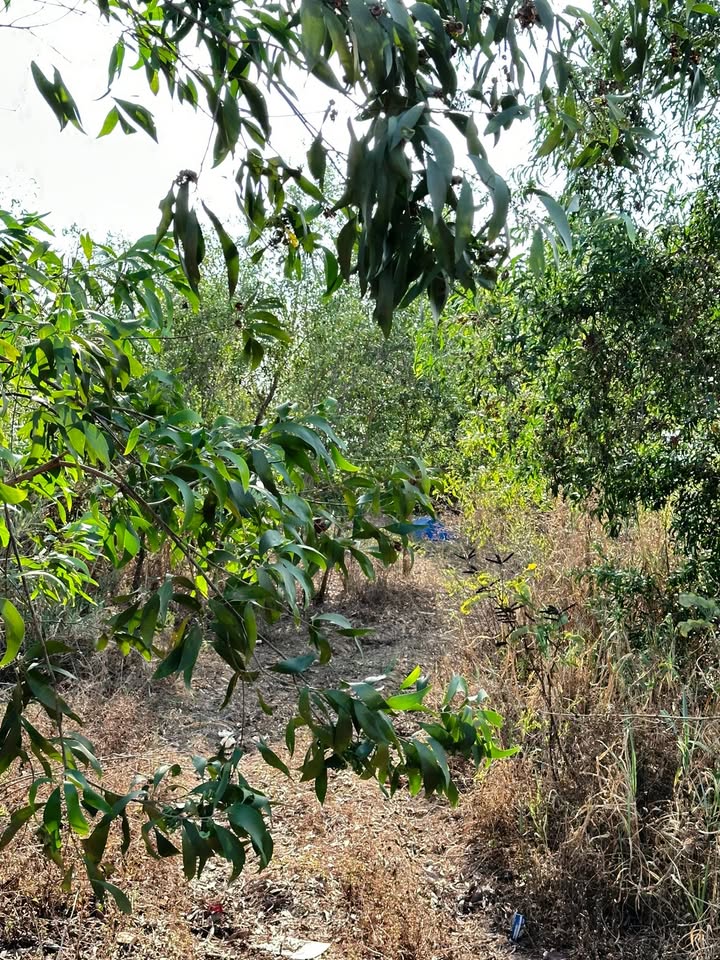 Đất mặt tiền Ea Rốk 250m² 16.25 tỷ - Sổ đỏ chính chủ