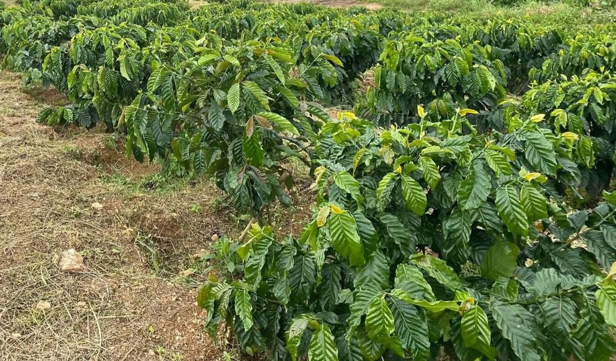 Đất vườn Bình Thạnh Đức Trọng 3000m² 1,85 tỷ - Đầu tư dài hạn