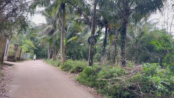 Đất nền Bình Hải Bình Sơn 1572m² 1.1 tỷ - Sổ đỏ chính chủ