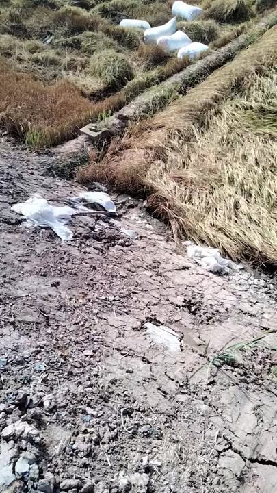 Đất nền Long Bình Gò Công Tây 1.250m² 1.5 tỷ - Sổ đỏ chính chủ