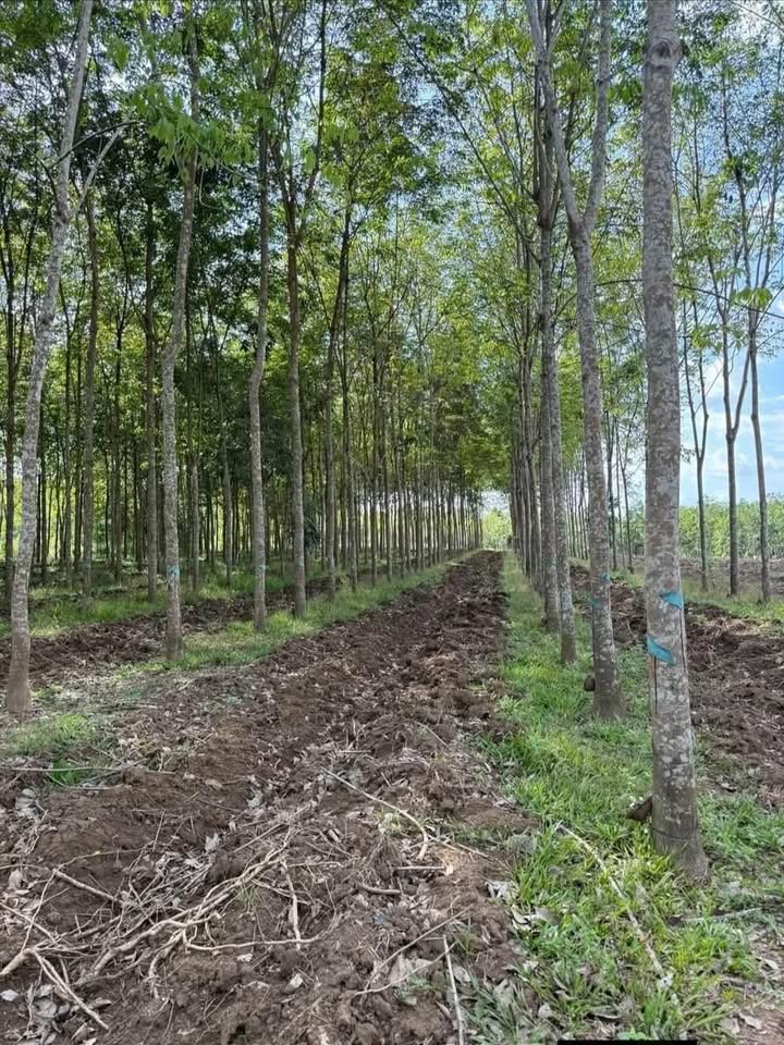 Đất vườn Vĩnh Hòa Phú Giáo 1,5ha 6,2 tỷ - Nghỉ dưỡng lý tưởng