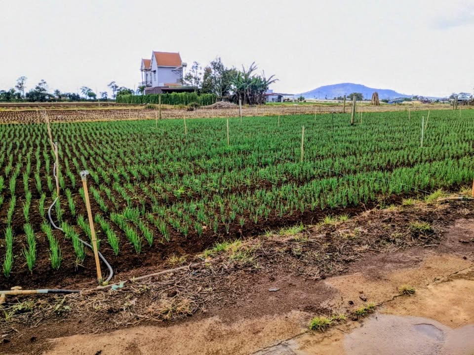 Đất nền Liên Nghĩa Đức Trọng 72m² 880 triệu - Sổ đỏ chính chủ