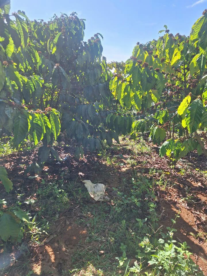 Đất vườn Đức Trọng 1800m² 1 tỷ - View thiên nhiên