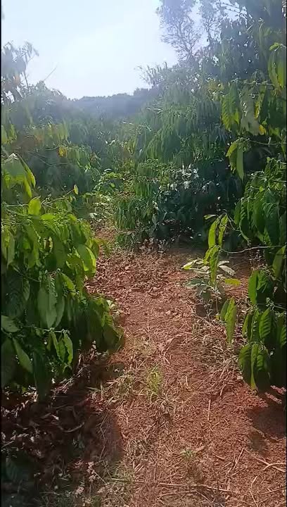 Đất vườn Ia Pia 3.8ha 5 tỷ - Đầu tư dài hạn