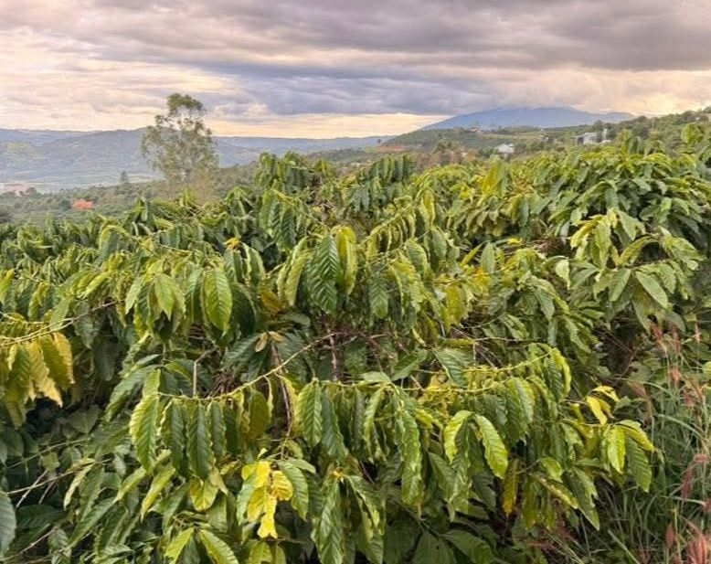 Farm Đan Phượng Lâm Hà 1404m² 1.85 tỷ - Sổ đỏ chính chủ