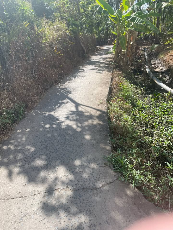 Đất nền Giao Long Bến Tre 6,8 công 300-550tr - Sổ đỏ