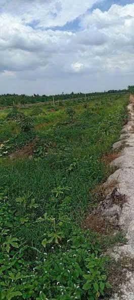 Đất nền Tam Bình Vĩnh Long 4.907m² 2.1 tỷ - Sổ đỏ chính chủ