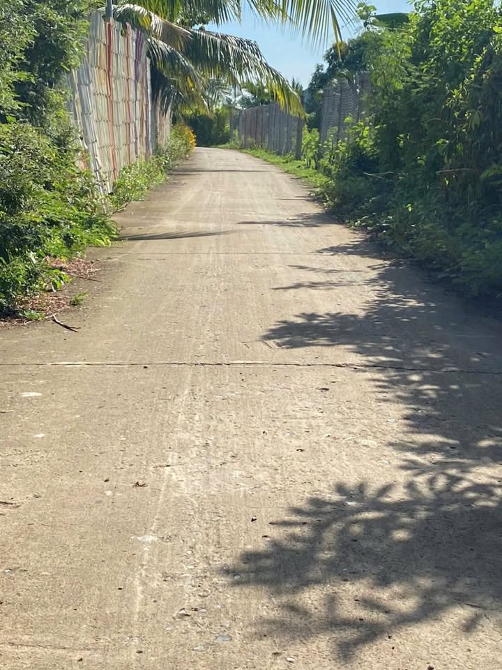 Đất Vườn Tân Quý Tây Bình Chánh 1593m² Sổ Hồng Rõ Ràng