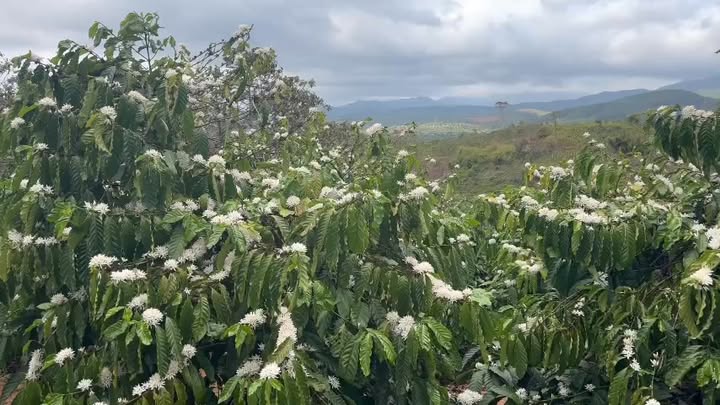 Đất vườn Nhơn Hội 1,5ha 1,7 tỷ - Nghỉ dưỡng lý tưởng