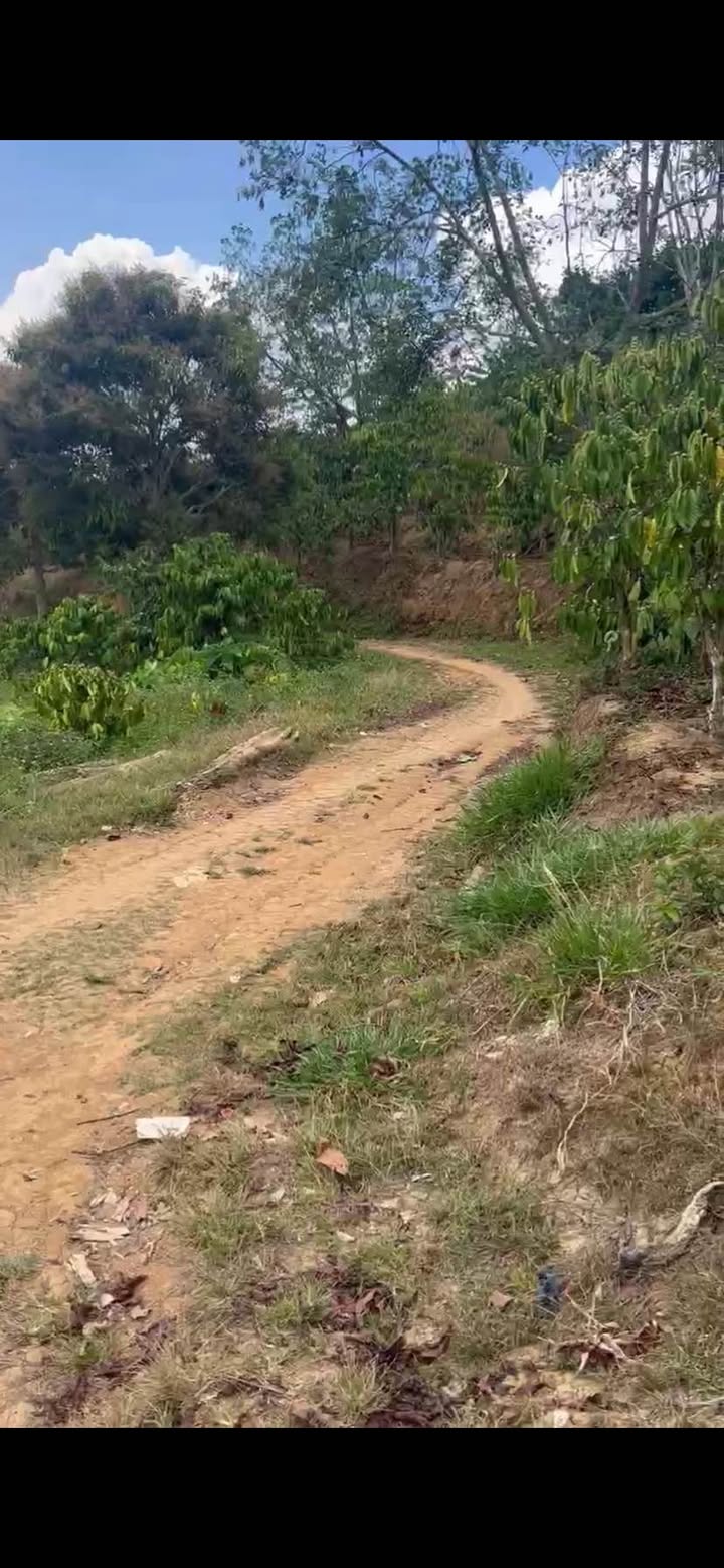 Đất nền Thôn 9 Di Linh 1,5ha giá 3,2 tỷ - Đường to ô tô