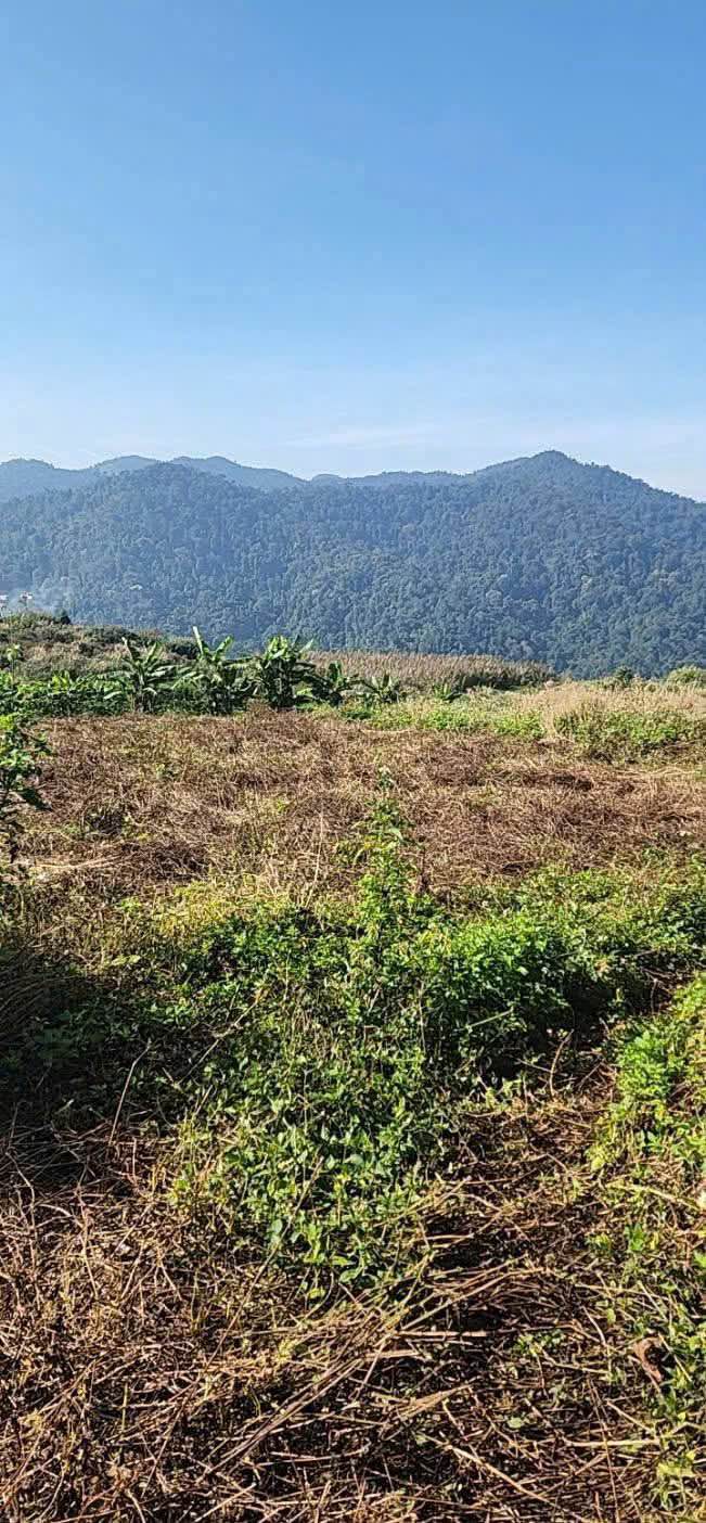 Đất thuê Lộc Tân Bảo Lộc 6ha 18tr/ha - Pháp lý rõ ràng