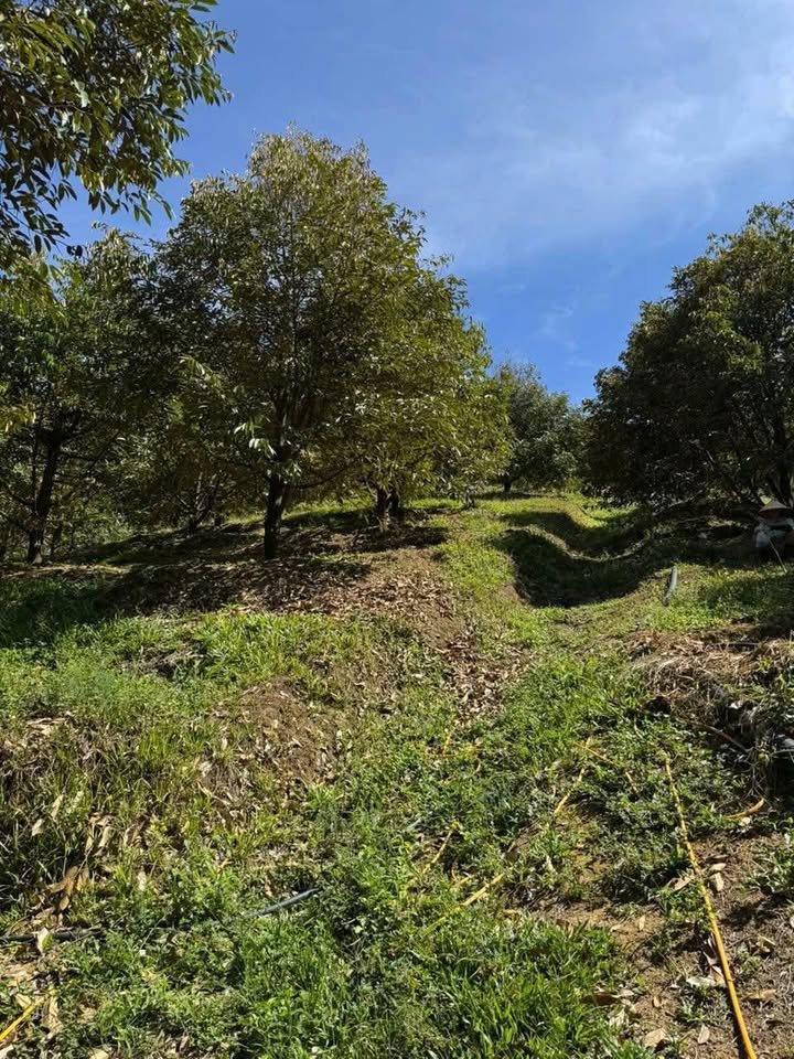 Trang trại Phú An Tân Phú 4ha thỏa thuận - Sinh thái xanh