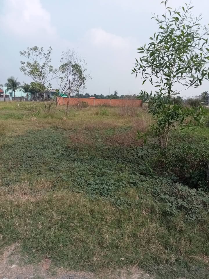 Đất thổ cư Mỹ Lệ Cần Đước 1.000m² 3.9 tỷ - Sổ đỏ chính chủ