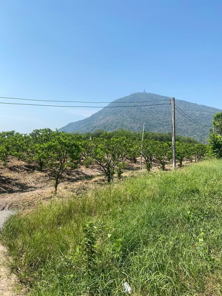 Đất nền Suối Đá Dương Minh Châu 1.5ha - Sổ đỏ chính chủ