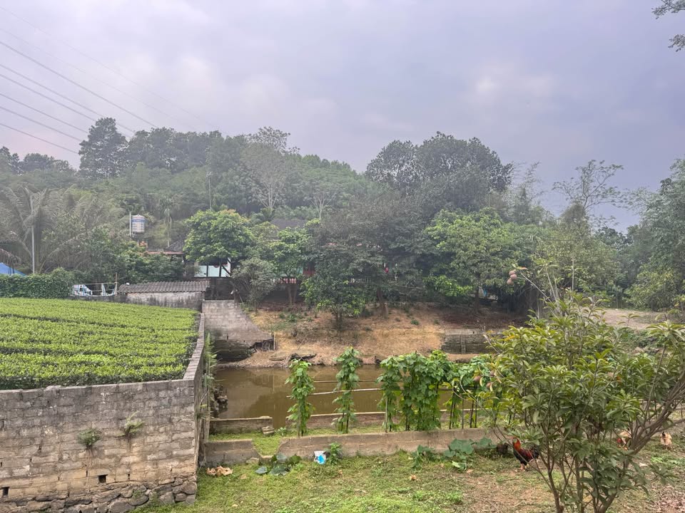 Trang trại Vô Tranh 7.000m² giá thỏa thuận - Sổ đỏ chính chủ