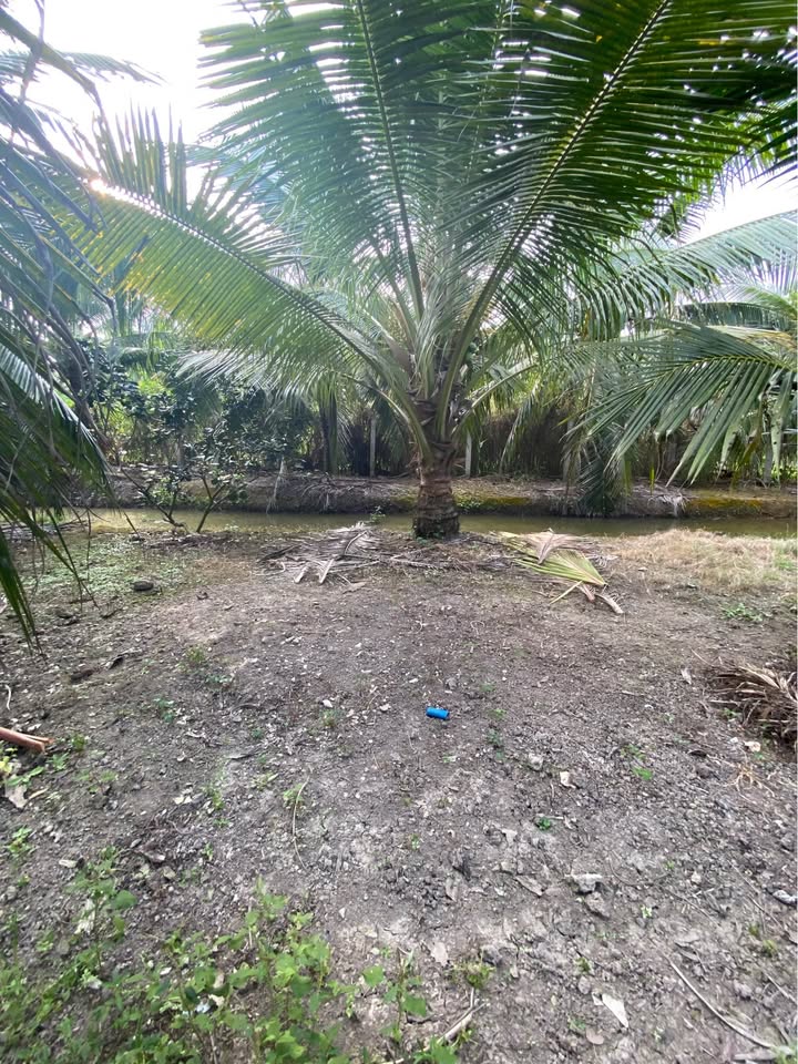 Đất Vườn Bến Tre 3200m² - Giá Đầu Tư 2.88 Tỷ, Thu Nhập Ổn Định