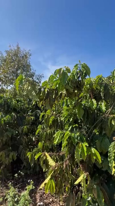 Đất Vân Canh Hoài Đức 3.456m² 5.1 tỷ - Sổ đỏ chính chủ